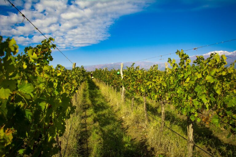 Vine rows below the Andes, Antucura Wine Estate