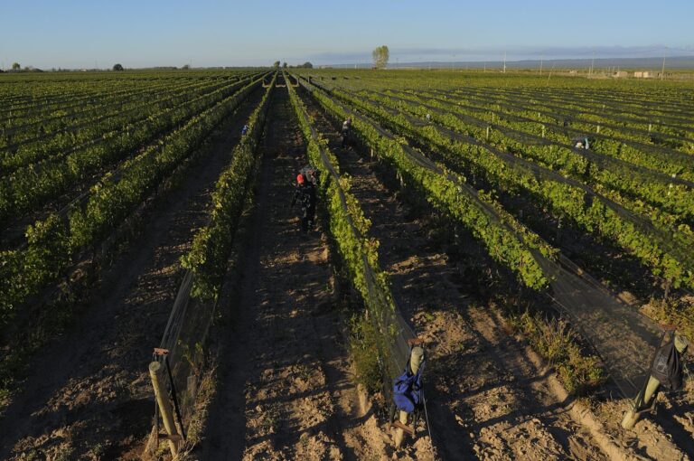 Vineyard rows at harvest, Antucura Wine Estate