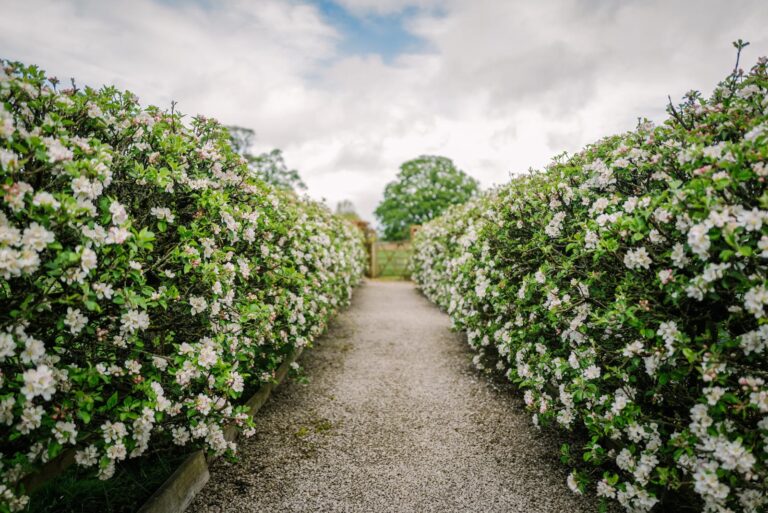 A gravel walk between blossoming hedges in the gardens in May, Askham Hall