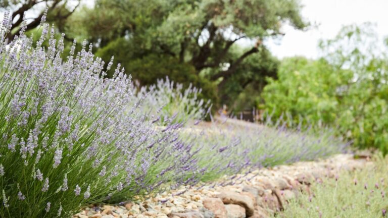 The resort set within its 33-acre hillside olive grove, Auberge du Soleil