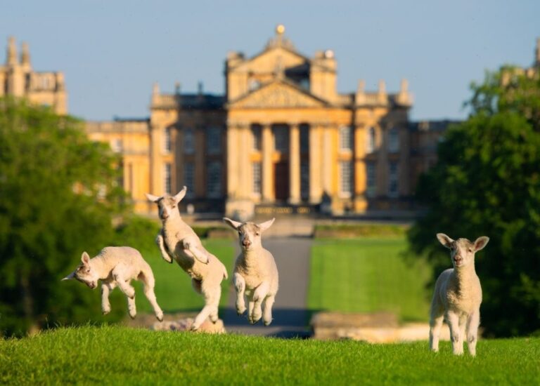 The east portico rising above the parkland, Blenheim Palace