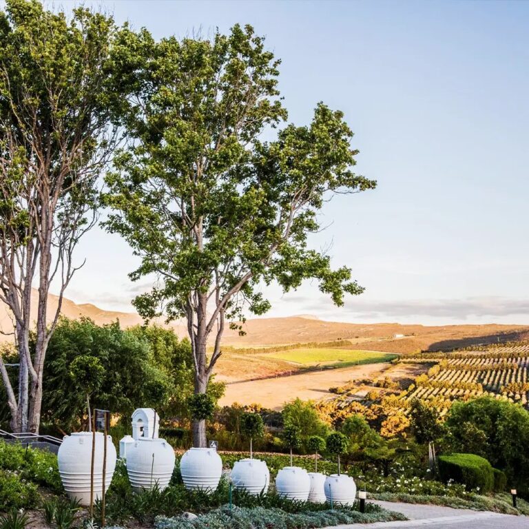 White urns on the terrace above the vineyards, Bona Dea Private Estate