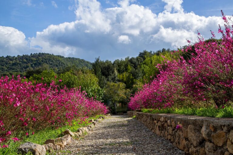 A Flower-Lined Path, Borgo di Recenza