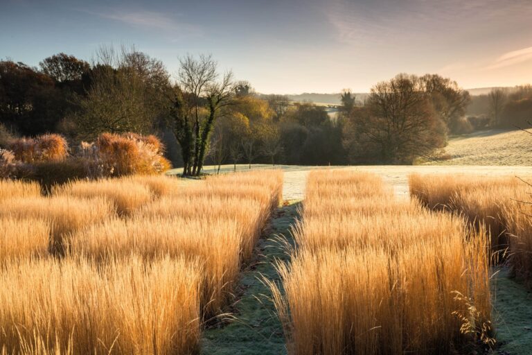 Rows of ornamental grasses catching low winter sun on a frosty morning, Bury Court