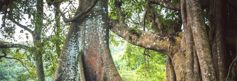 Tree trunk and roots in the resort grounds, Carlisle Bay Antigua