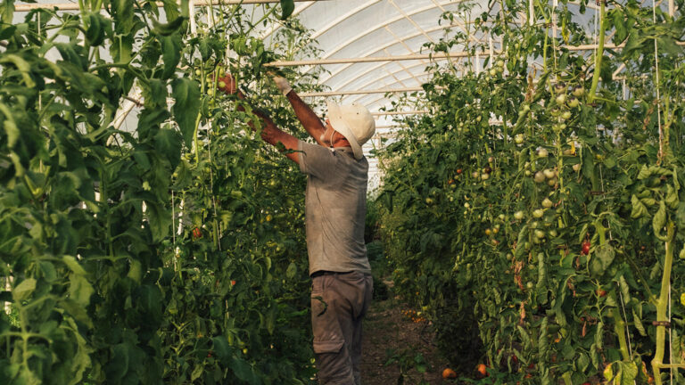 Tomato plants in the greenhouse of the kitchen garden, Casa Lavanda