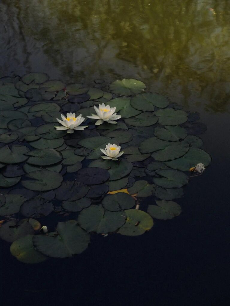 Water lilies on the garden pond, Casa Lavanda