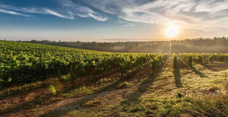 Vineyards in the Chianti landscape, Castel Monastero