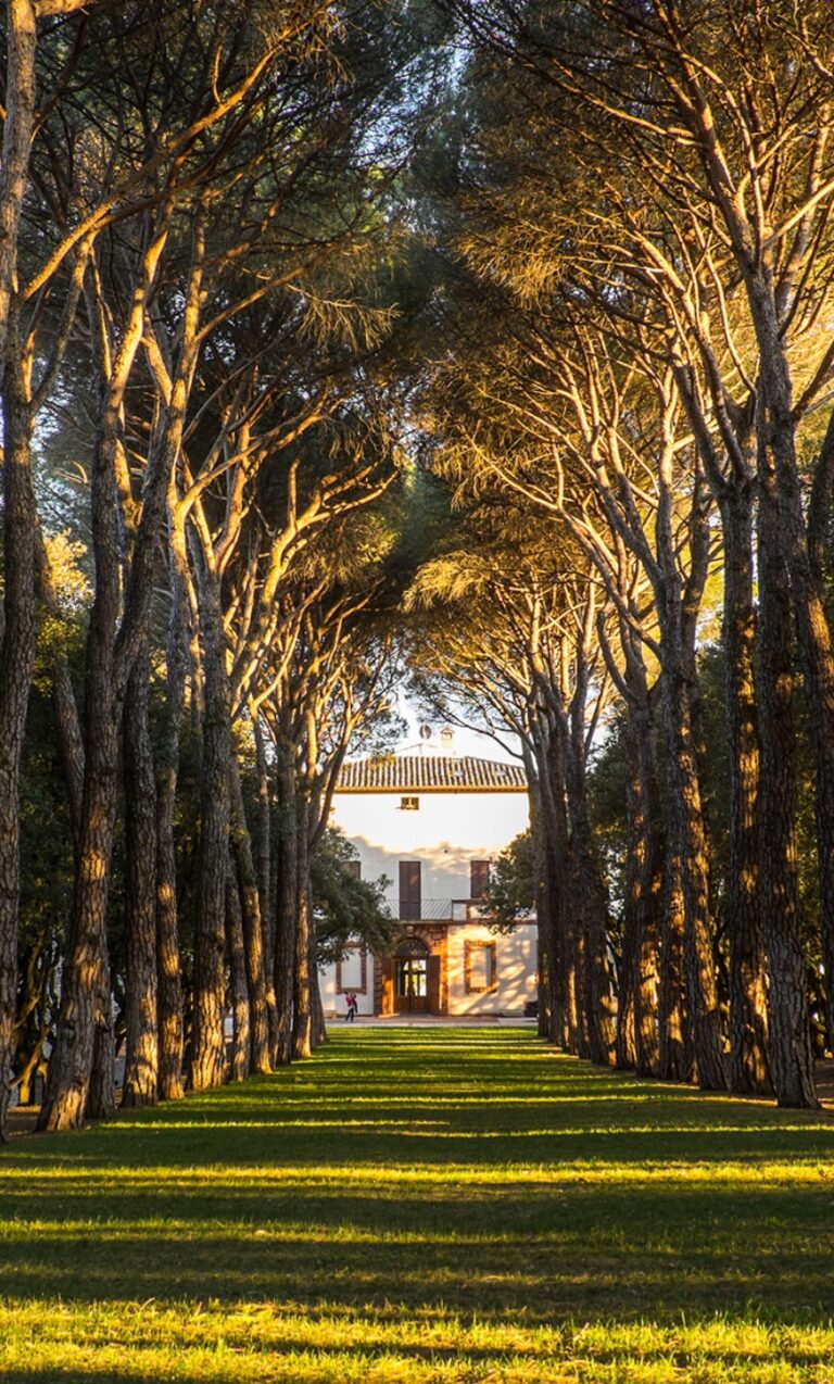 The pine-tree avenue leading to the villa in golden afternoon light, Castello di Solfagnano