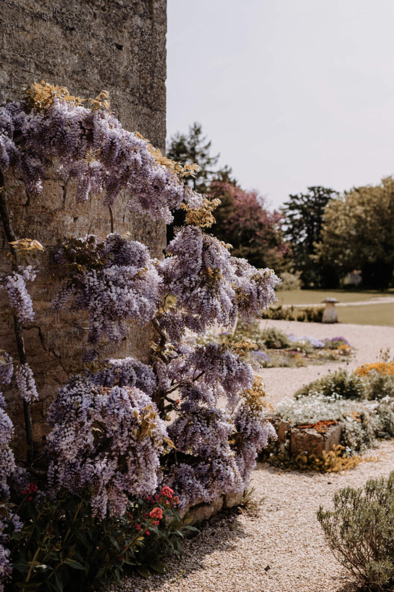 Wisteria in flower on an old stone wall beside a gravel garden, Caswell House