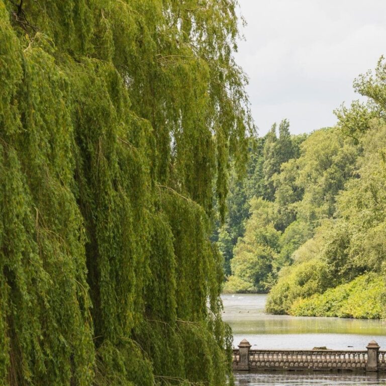 Willows beside the lake and formal gardens, Coombe Abbey