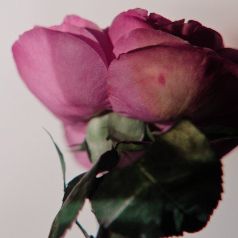 Rose bloom from the house's fragrance imagery, Creed