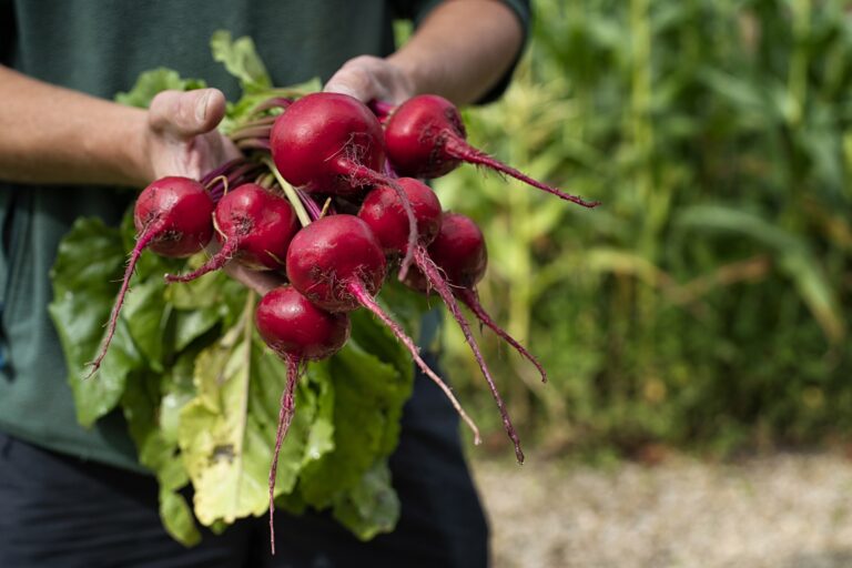 Beetroot just pulled from the estate garden, Elmore Court