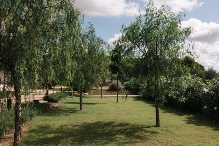 Weeping willow garden and lawn, Finca La Concertista