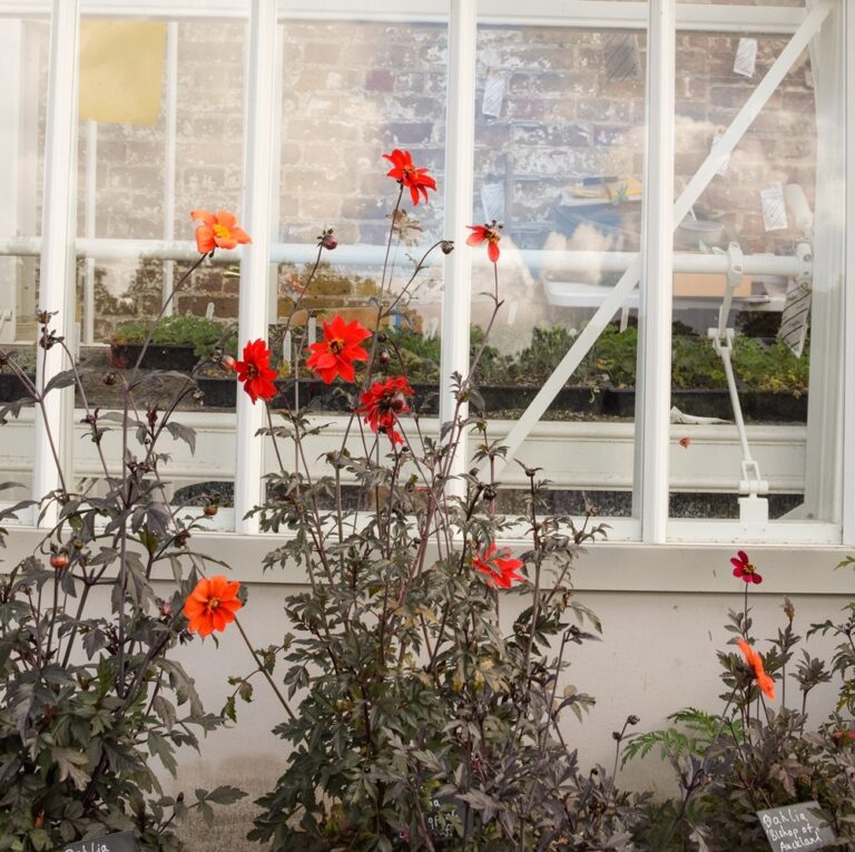 Red pelargoniums on a palace windowsill, the garden soft beyond the glass, Fulham Palace