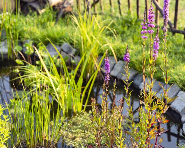 A close view of the botanic garden in flower, purple loosestrife among ornamental grasses, Fulham Palace