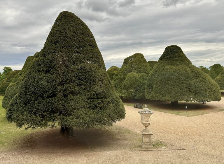 The Great Fountain Garden's clipped conical yews and a stone urn, Hampton Court Palace