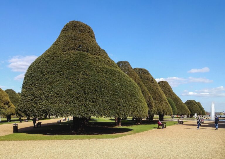 Domed yews and a playing fountain in the Great Fountain Garden under a blue sky, Hampton Court Palace