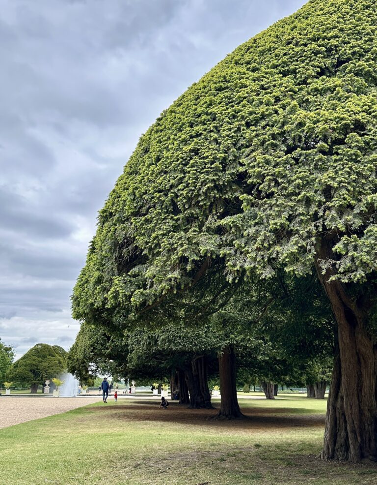 A great domed yew beside the broad garden avenue, Hampton Court Palace