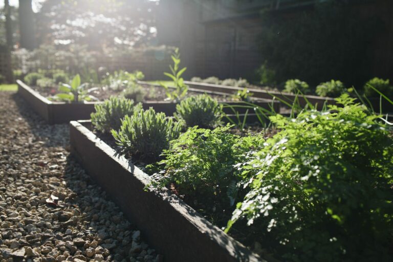 Raised beds of the kitchen garden in soft morning light, Hampton Manor