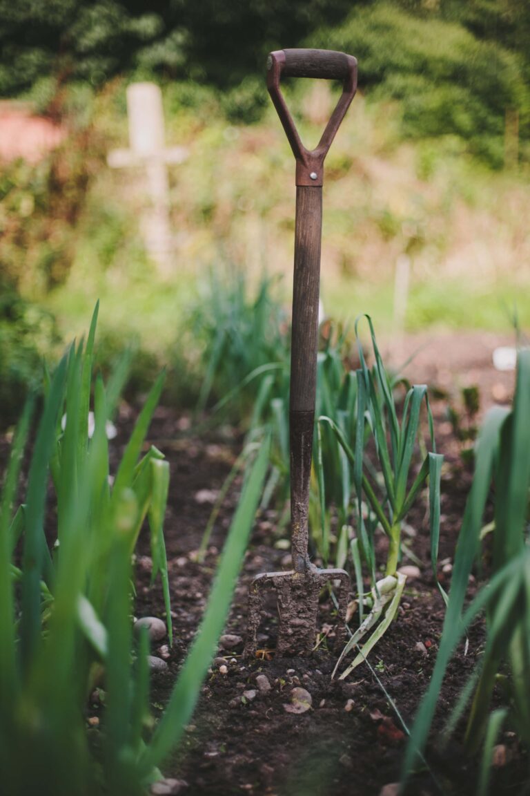 A garden fork in a bed of young vegetables, the estate kitchen garden, Hampton Manor