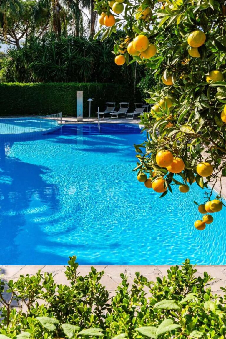 The pool framed by a lemon tree, Hotel Alpha, Hotel Alpha