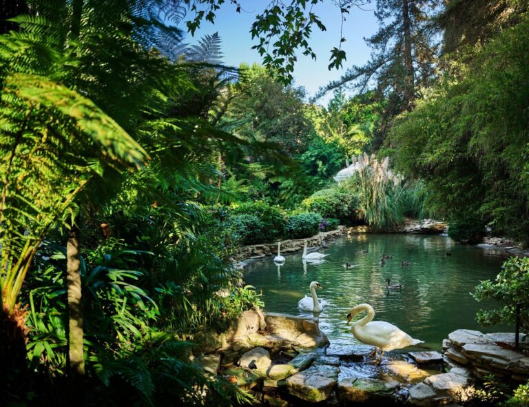Resident swans on Swan Lake, Hotel Bel-Air