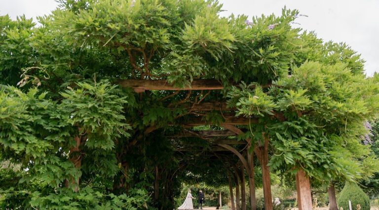 The wisteria pergola walkway in the Victorian Pleasure Gardens, Hylands Estate