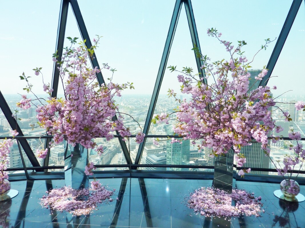 Cherry blossom inside The Gherkin, London skyline beyond, In Water Flowers