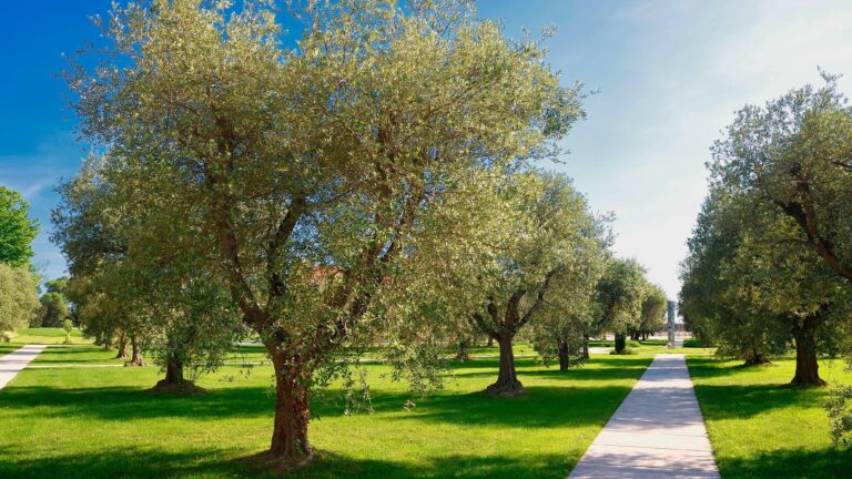 The Olive Groves, JW Marriott Venice Resort & Spa