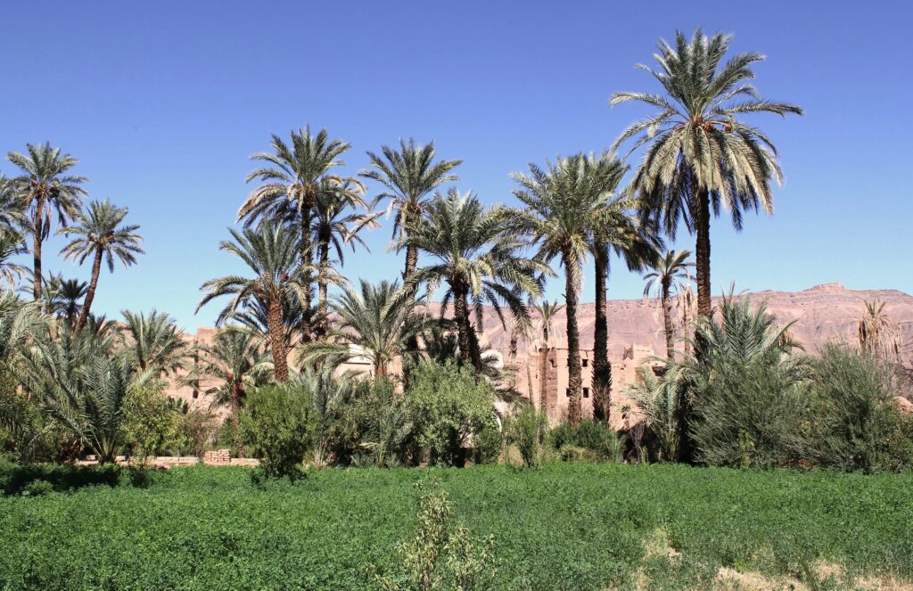 Ceremonies in the Oasis Garden