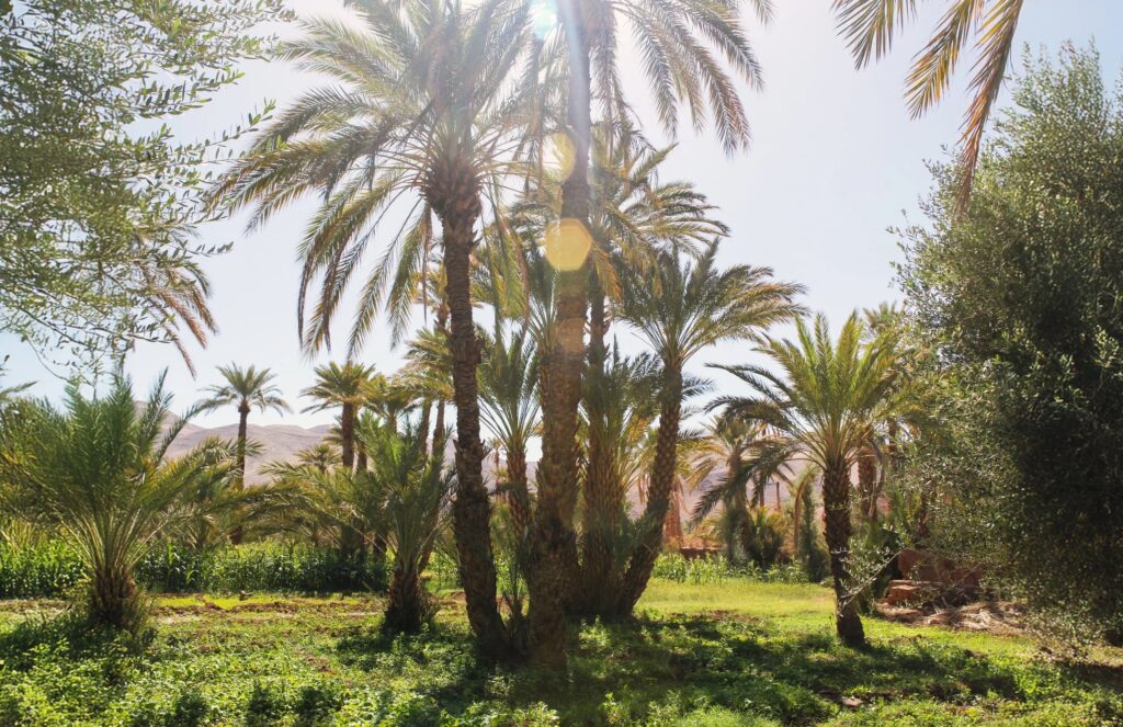 Date palms in the Oasis Garden, Kasbah des Caïds
