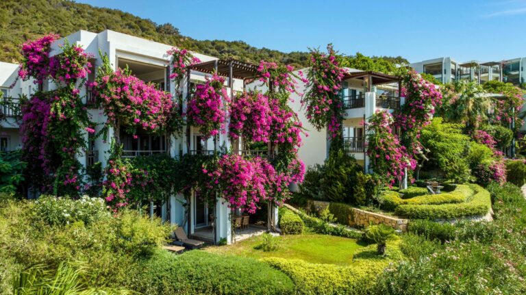 Bougainvillea on the hotel terraces, Kempinski Hotel Barbaros Bay Bodrum