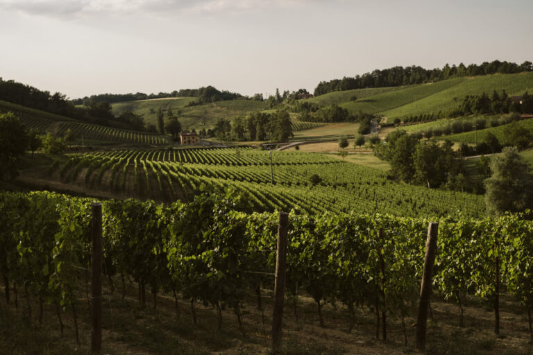 Vine rows in the hills of Gavi, Piedmont, Letizia T. Events