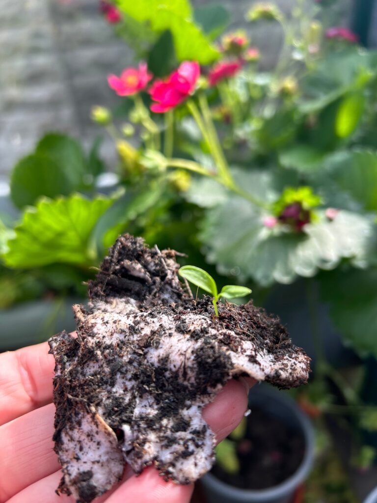 Little Green Wedding