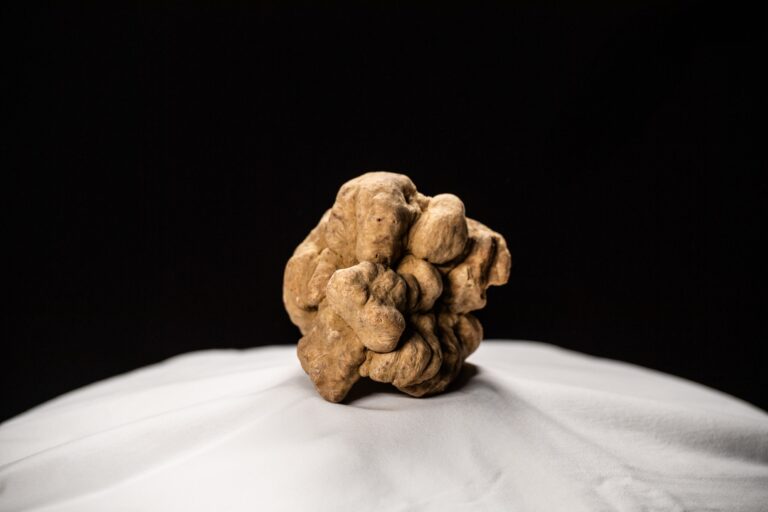 A truffle resting on white linen, Locanda La Raia