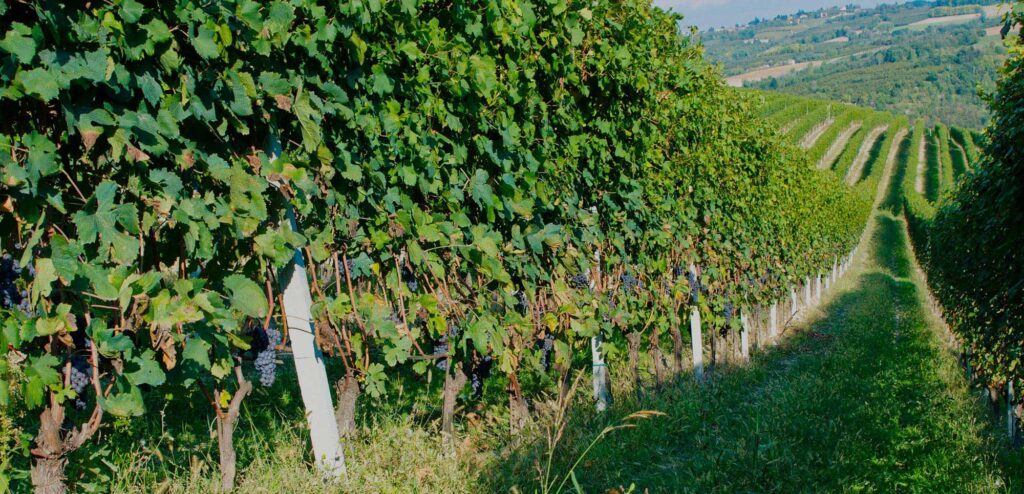 Vines in the vineyard rows, Locanda La Raia