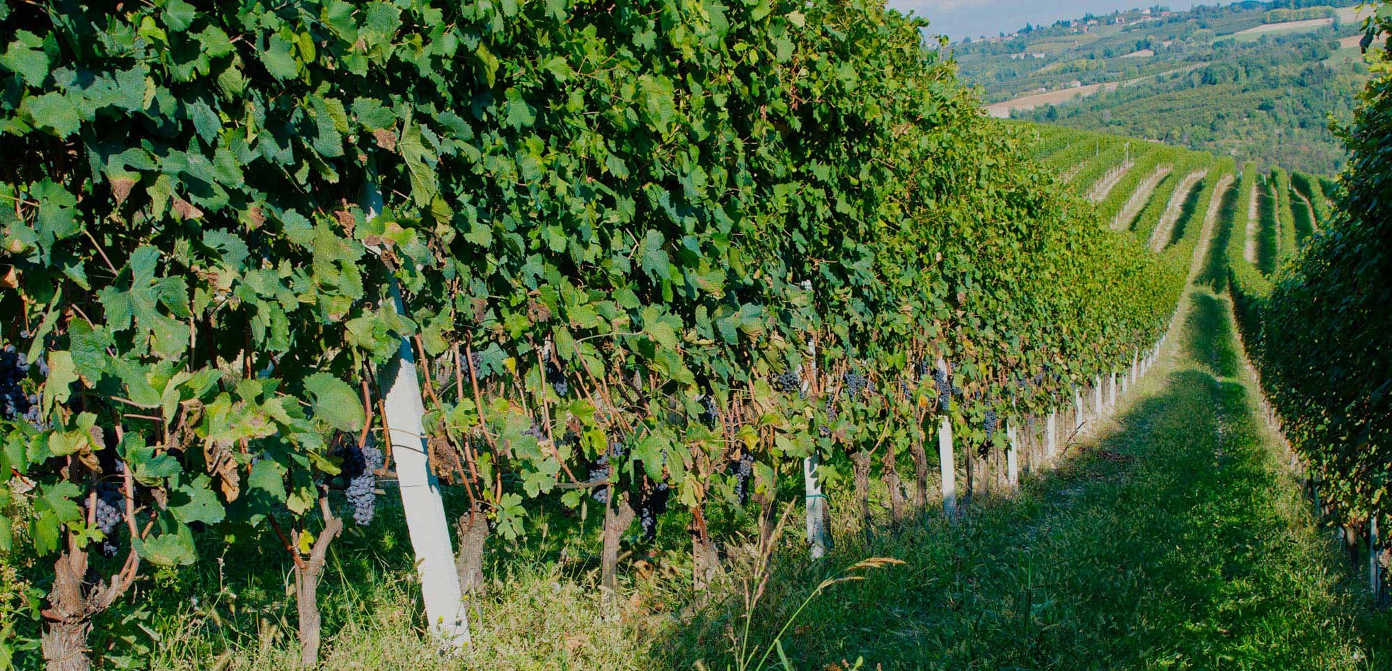 Rows of vines in the vineyard at La Raia