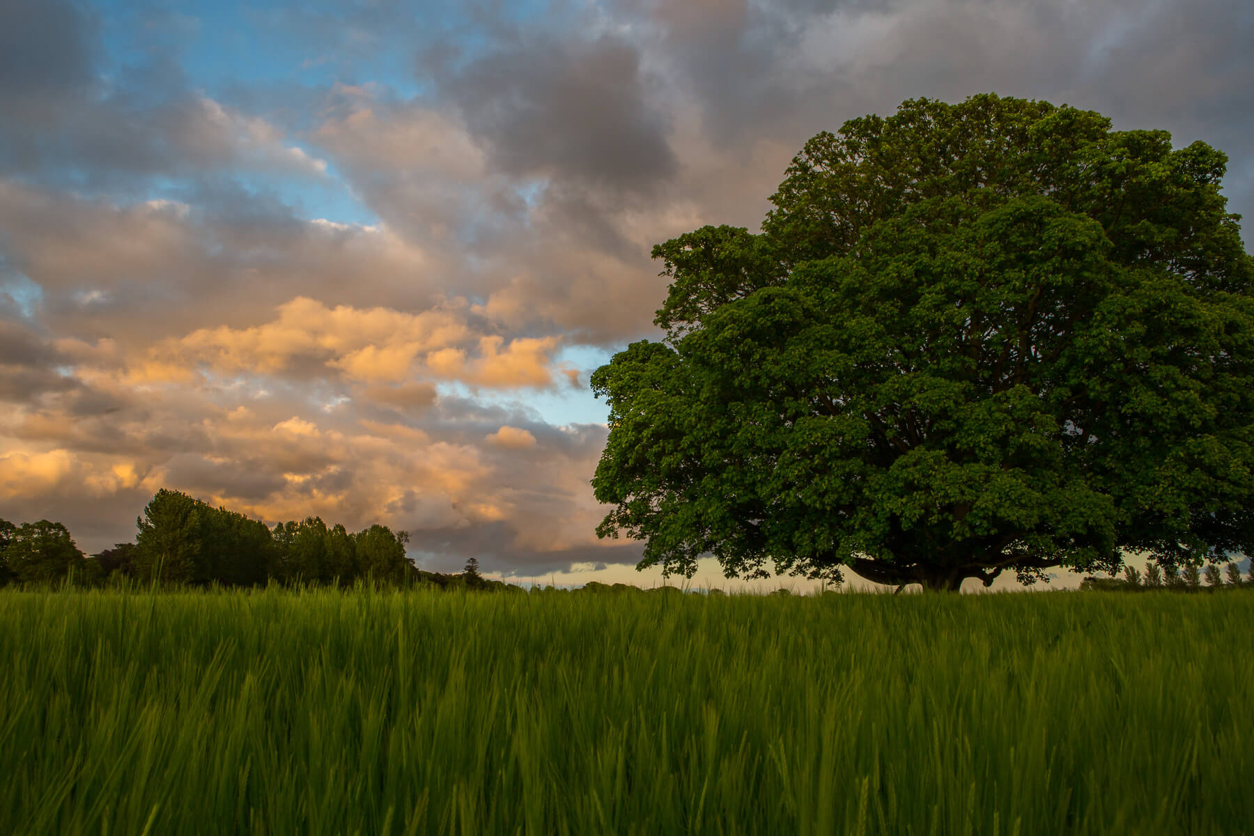 Estate parkland and a mature tree at sunset, Luttrellstown Castle Resort