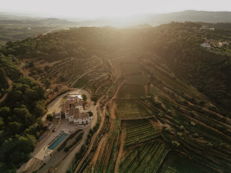 The Vineyards at Dusk, Masia Cabellut