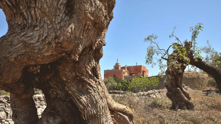 Ancient olive trees with the masseria behind, Masseria Spina Resort
