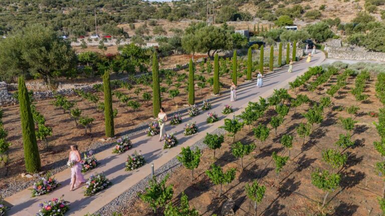 Aerial view of a wedding party walking a vineyard path in Mani, Mitheo Events