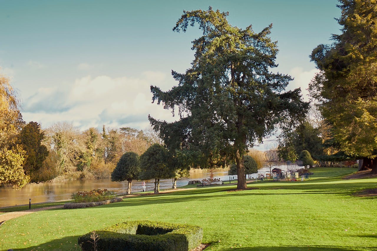 Lawn and a mature cedar beside the Thames, Oakley Court Hotel, Windsor