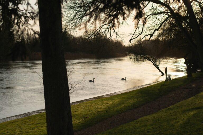 The River Thames at the edge of the grounds, with swans, Oakley Court Hotel, Windsor