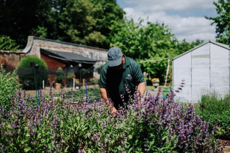 The walled Kitchen Garden in summer, with lavender beds and a greenhouse, Oakley Hall Hotel
