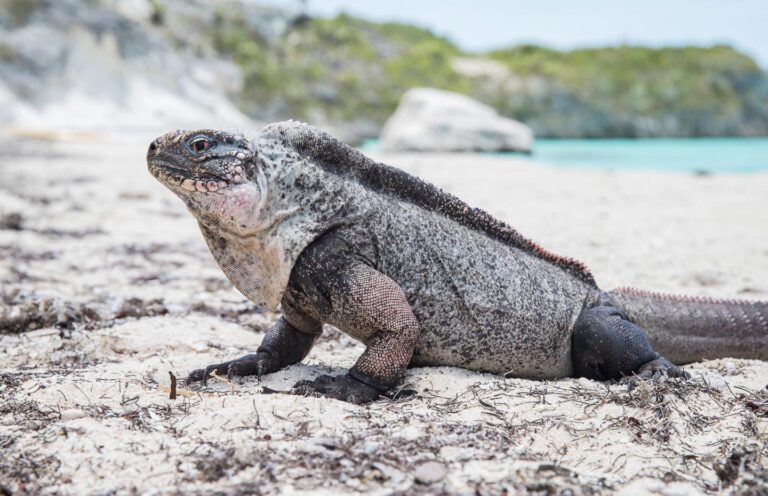 Bahamian rock iguana on the beach, Over Yonder Cay