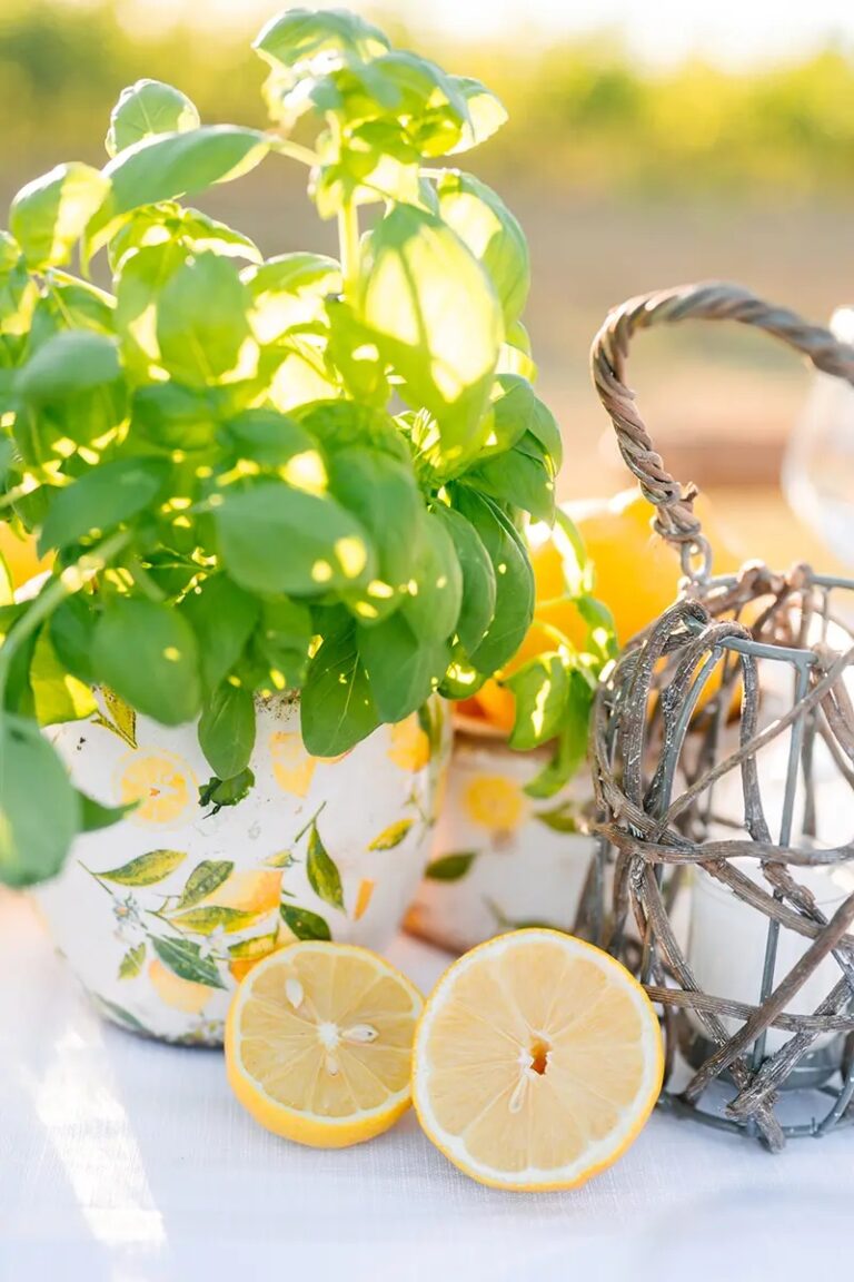 Basil in lemon-print pots, and two halves of a lemon, on white linen, Paolo Cicognani Weddings & Events