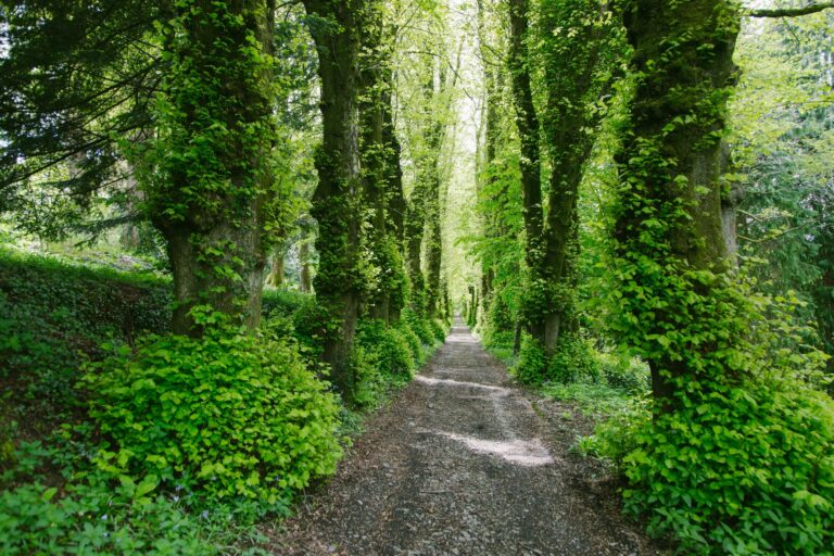 A tree-lined green avenue through the estate, Pentillie Castle