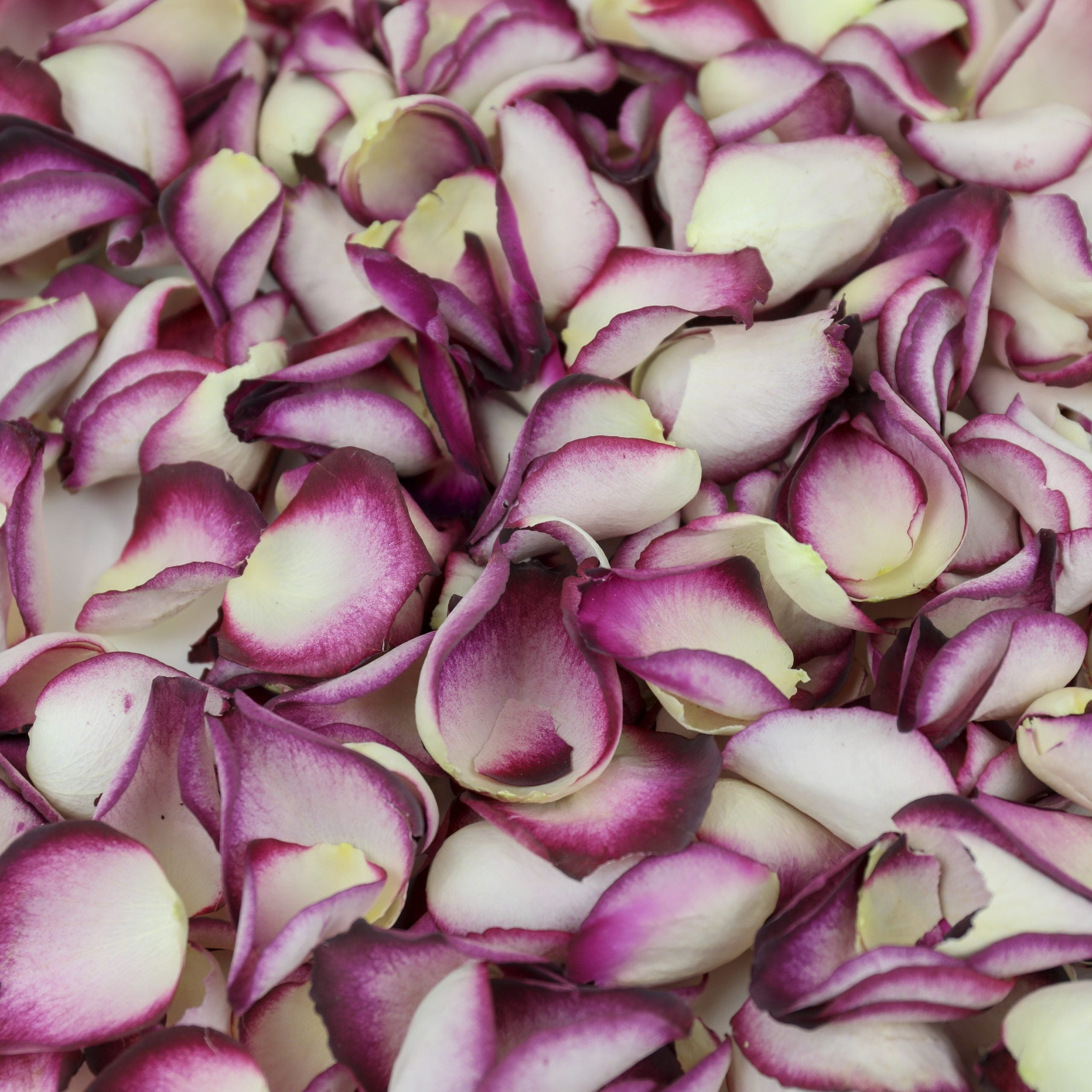 , Petals & Roses
