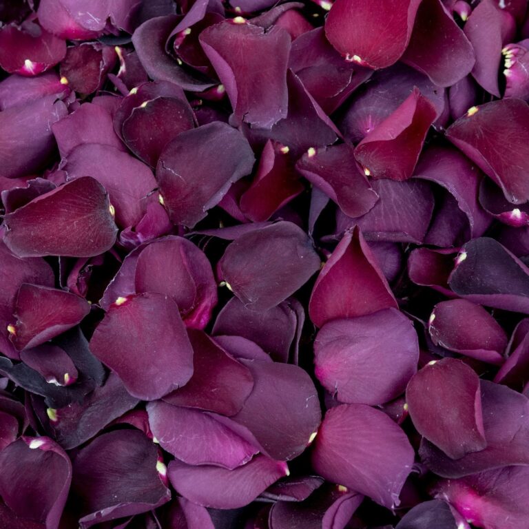 , Petals & Roses